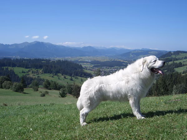 Berger des Tatras