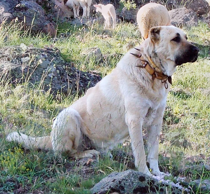 Berger Kangal