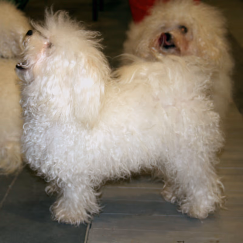 Bichon bolonais