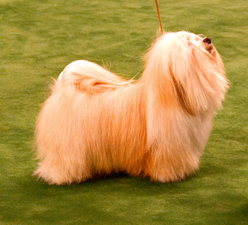 Bichon havanais