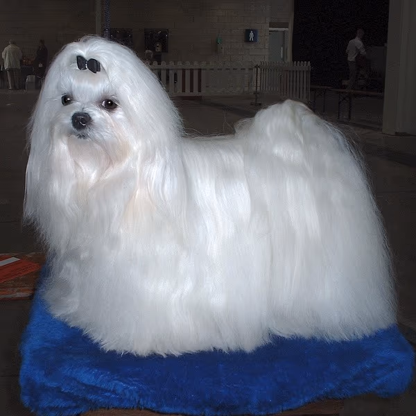 Bichon Maltais