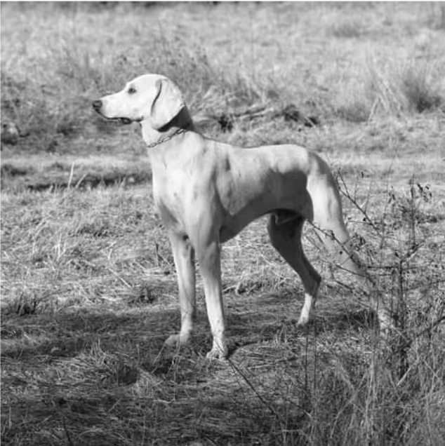 Billy (chien)