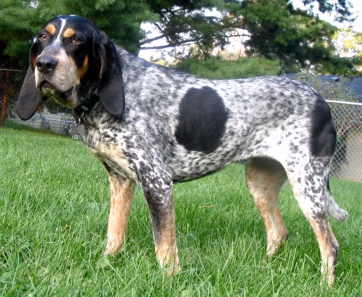 Bluetick coonhound