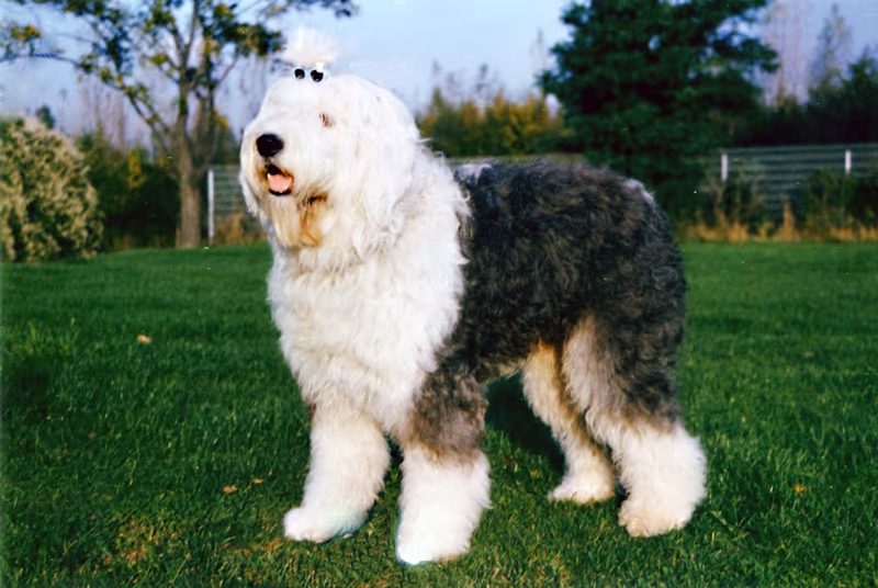 Bobtail