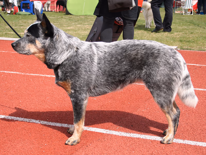 Bouvier australien