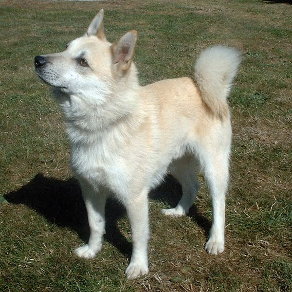 Buhund norvégien