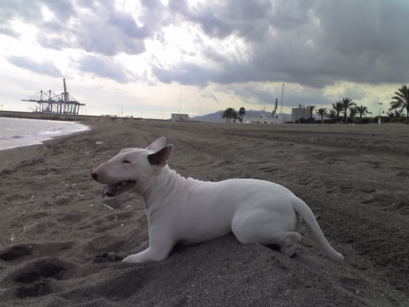 Bull Terrier