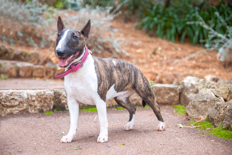 Bull Terrier miniature