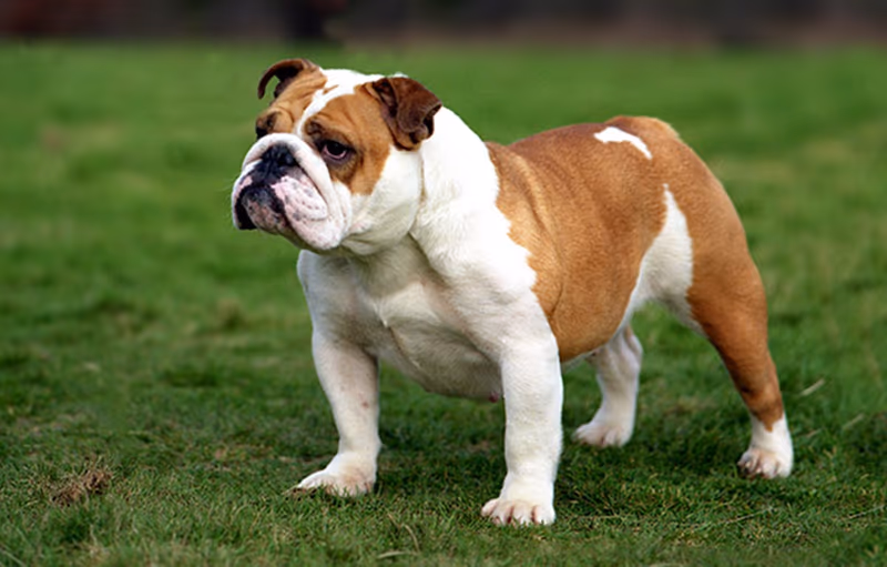 Bulldog Anglais