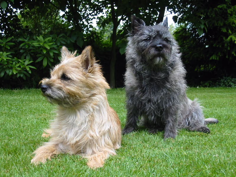 Cairn terrier