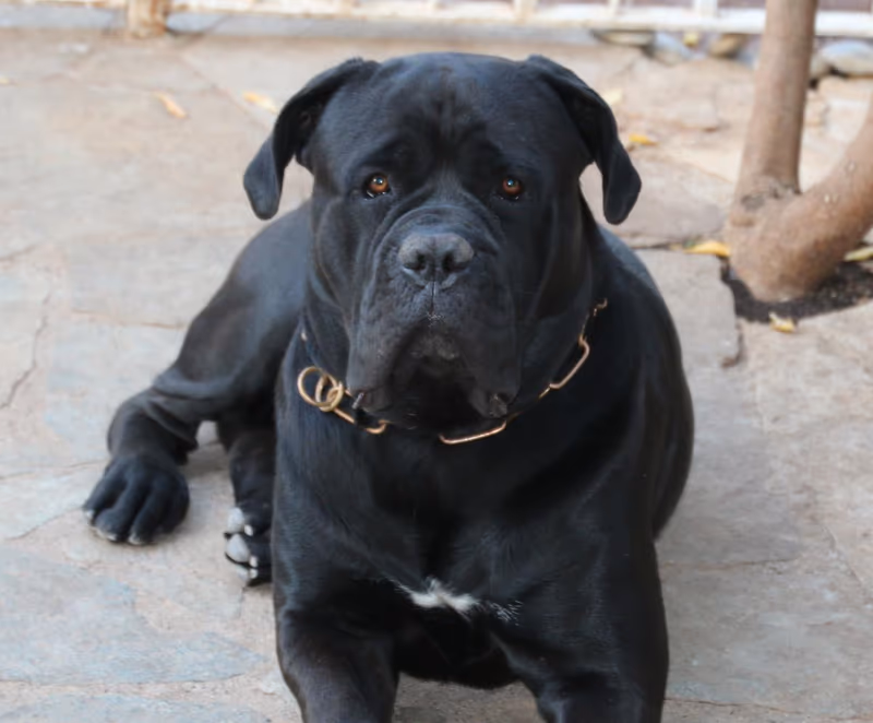 Cane Corso
