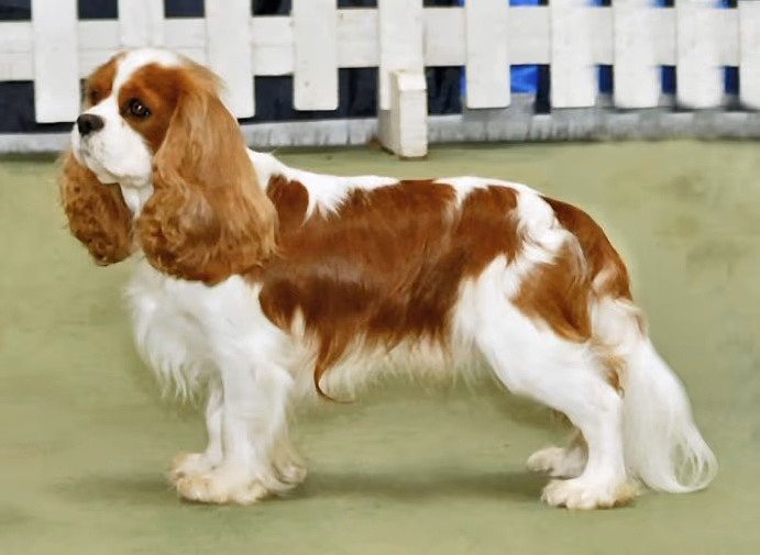 Cavalier King Charles