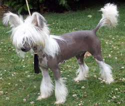 Chien chinois à crête