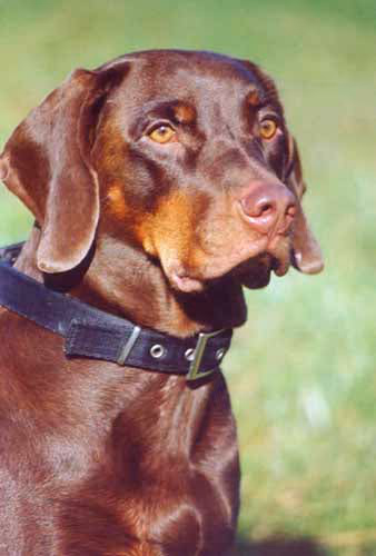 Chien courant polonais