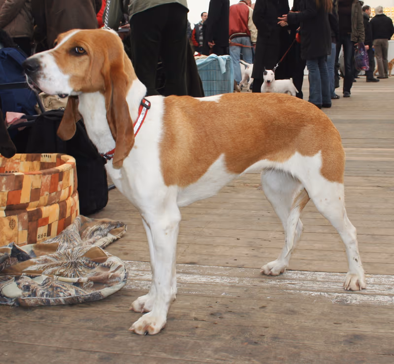 Chien courant suisse