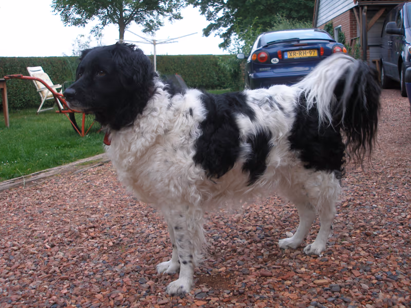 Chien d'eau frison