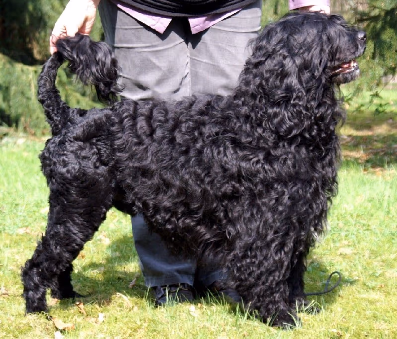 Chien d'eau portugais