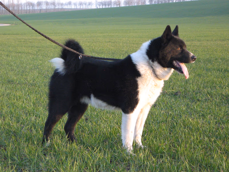 Chien d'ours de Carélie