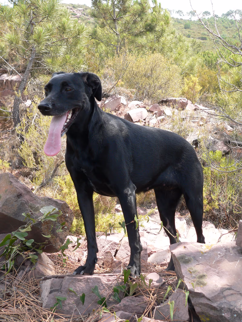 Chien de berger de Majorque