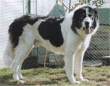 Chien de berger roumain de Bucovine