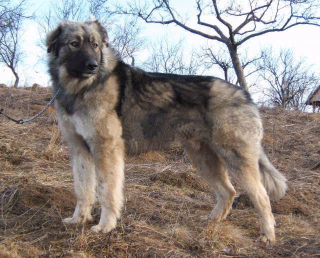Chien de berger roumain des Carpathes