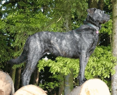 Chien de Castro Laboreiro