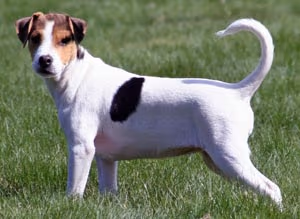 Chien de ferme dano-suédois