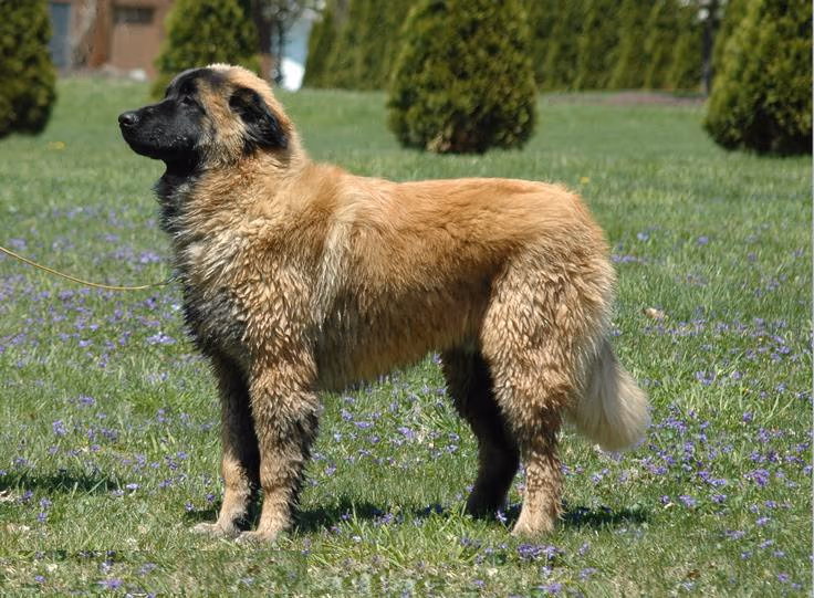Chien de la Serra da Estrela