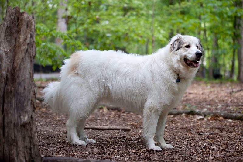 Chien de montagne des Pyrénées