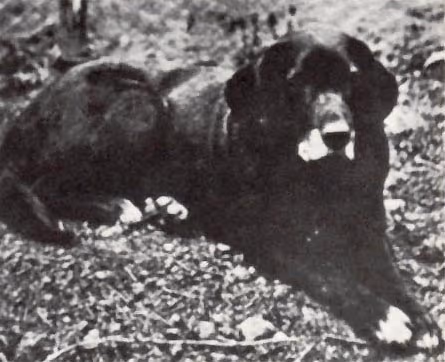Chien de Saint-John