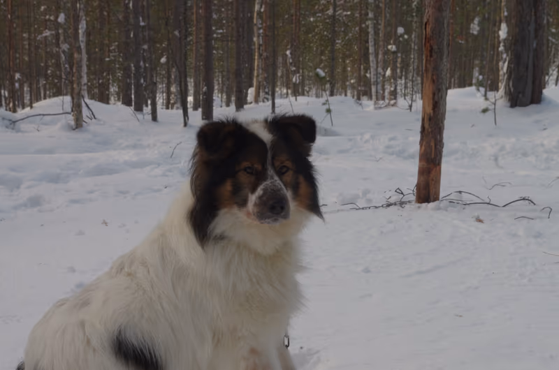 Chien de Taïmyr