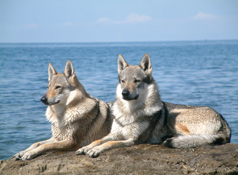 Chien-loup
