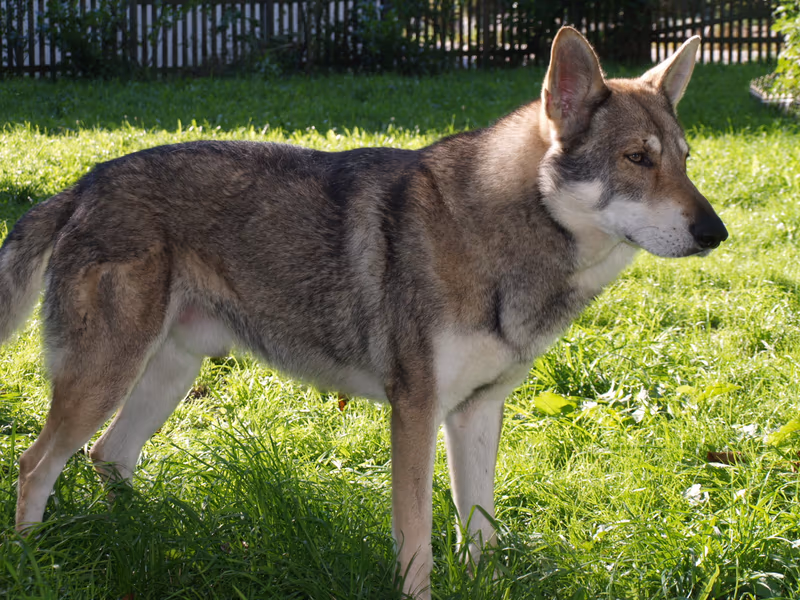 Chien-loup de Saarloos