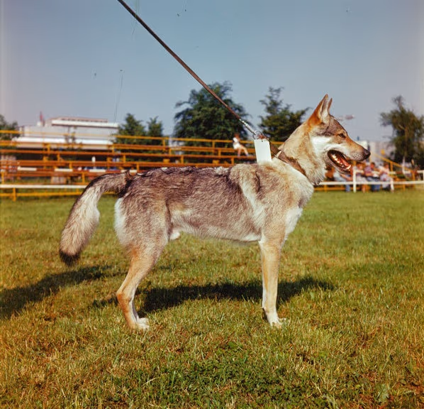 Chien-loup tchécoslovaque