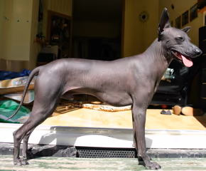 Chien nu du Pérou