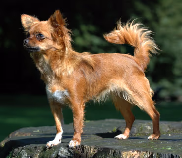 Chihuahua