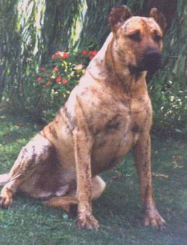 Cimarron uruguayen