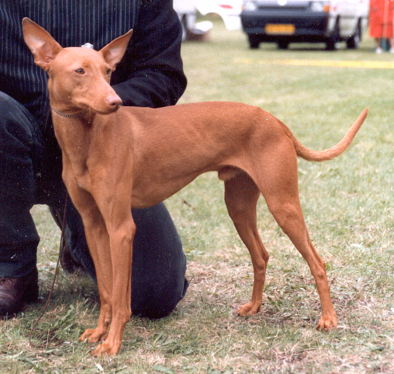 Cirneco de l'Etna