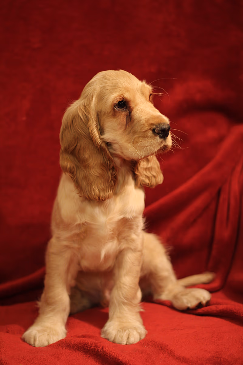 Cocker spaniel anglais