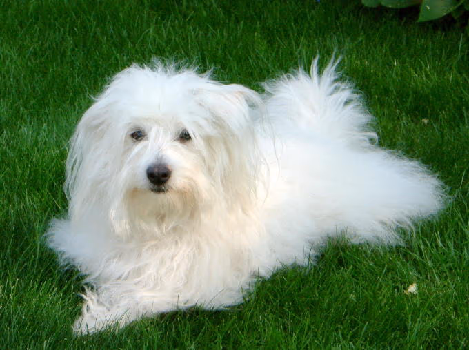 Coton de Tuléar