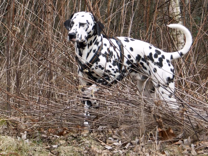 Dalmatien
