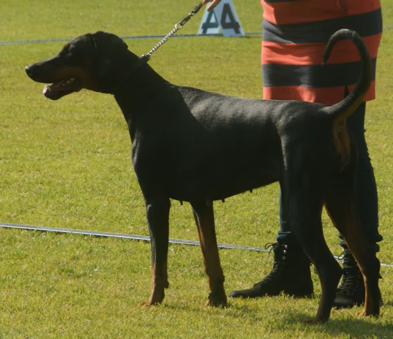 Dobermann