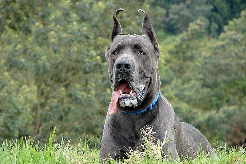 Dogue Allemand