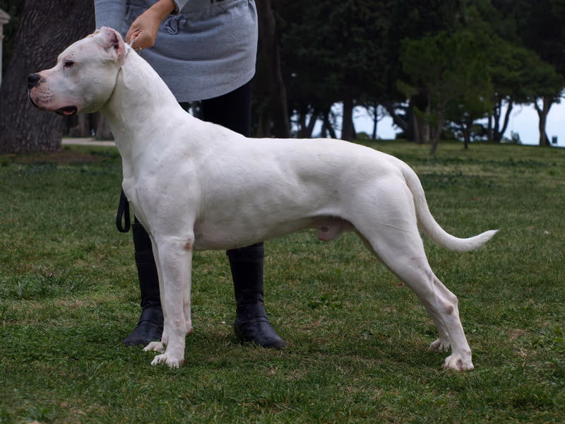 Dogue argentin