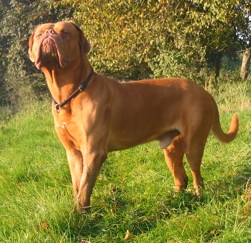 Dogue de Bordeaux