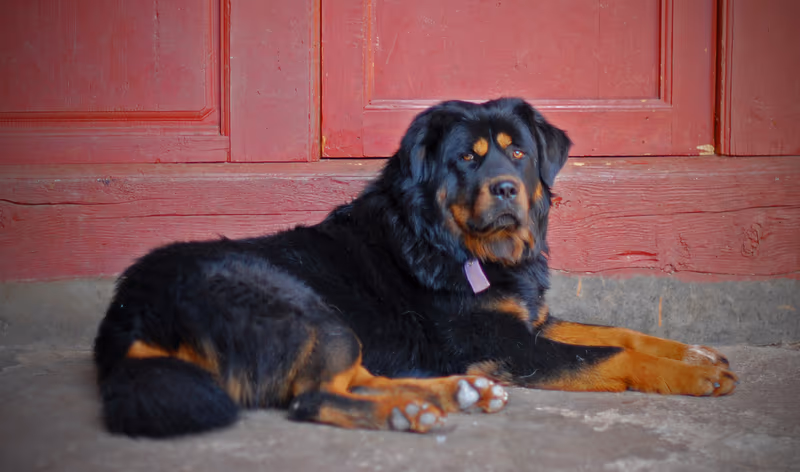 Dogue du Tibet