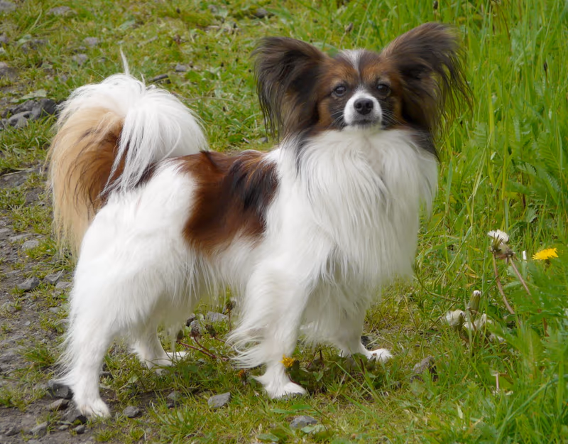 Épagneul nain continental papillon