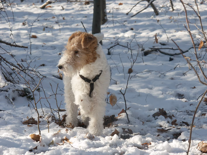 Fox-terrier à poil dur