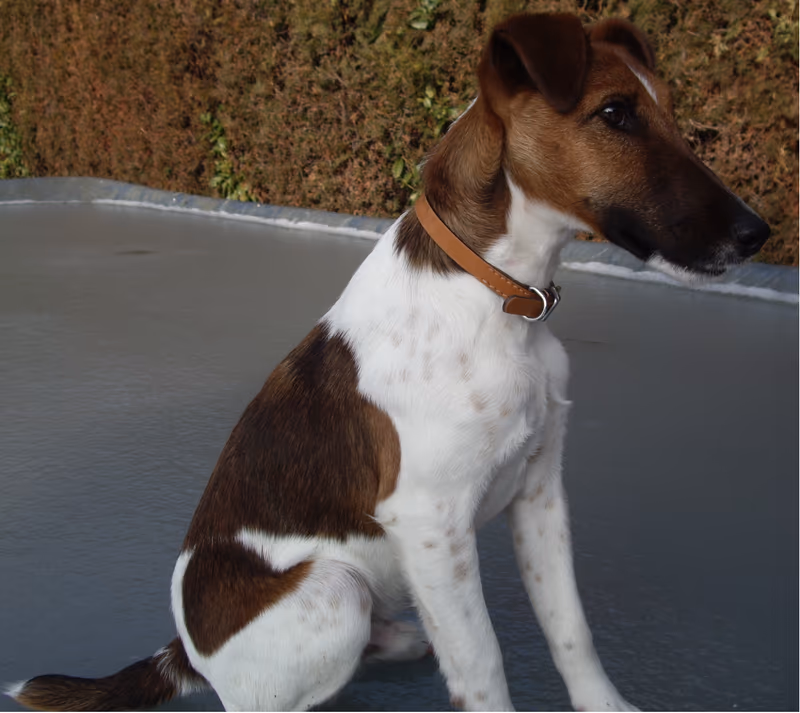 Fox-terrier à poil lisse