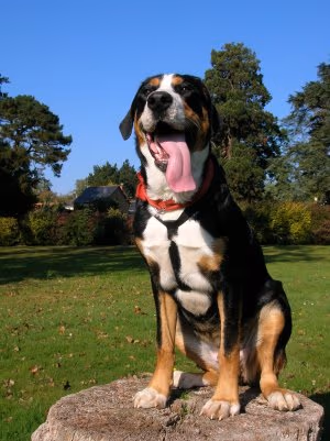 Grand bouvier suisse